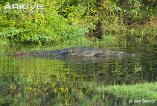 Illustration for article titled Sunday Crocodilian - Crocodylus palustris Edition